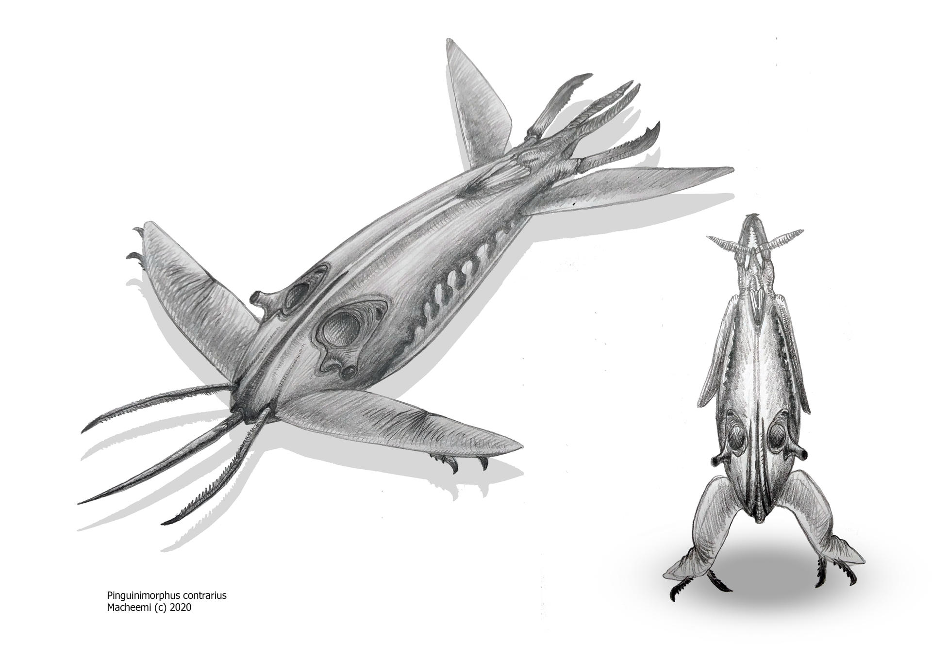 Pinguinimorphus contrarius by MacheeMi on DeviantArt