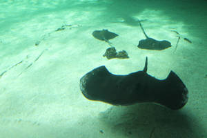 Sting Rays