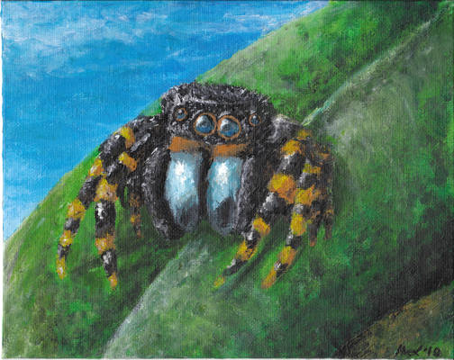 Jumping Spider