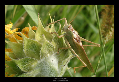 sun-hopper