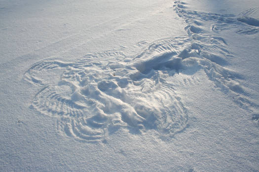 Signs in the Snow