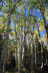 Beneath the Aspens by bluefishrun