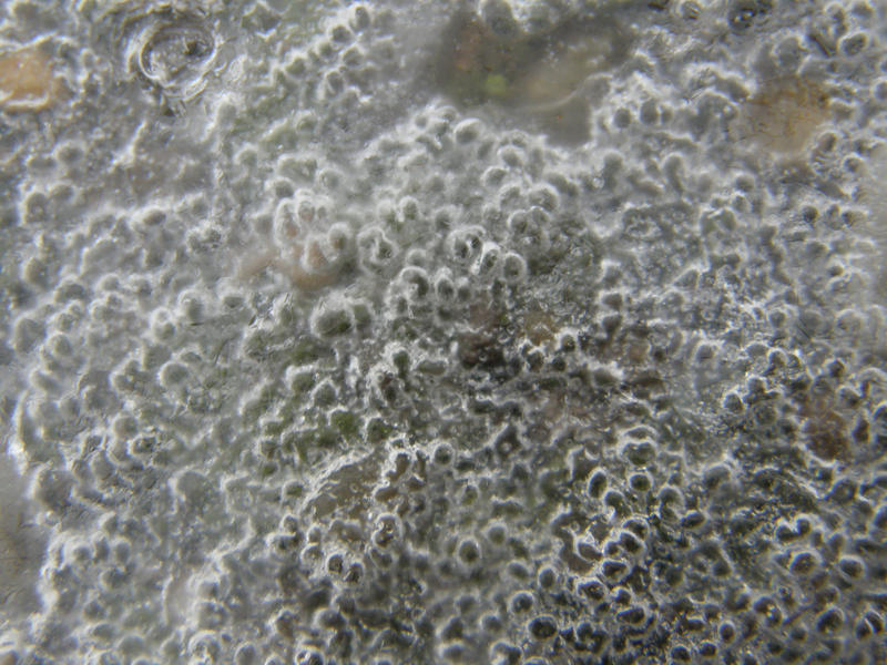 Winter 16 - Ice bubbles