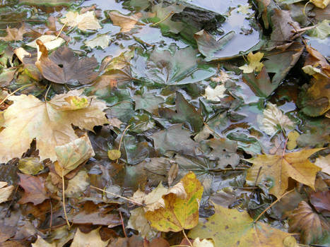 Autumn08 07 Wet leaves