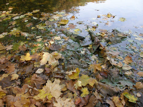 Autumn08 08 Wet leaves II