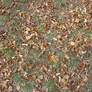 Autumn08 16 Leaves