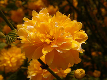 Arboretum - Yellow