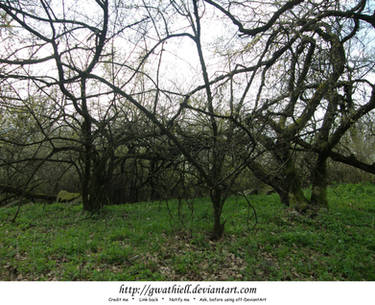 Velka Skala - Tree Formation