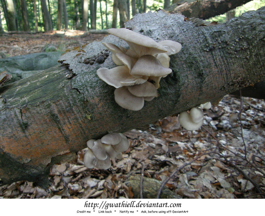 Mushrooms - Truffles