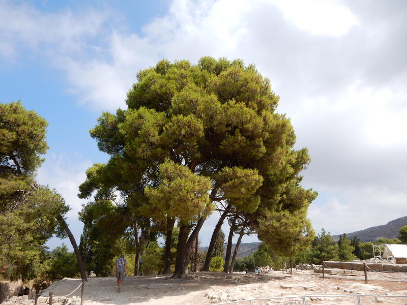 Crete - Tree by Gwathiell
