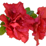 Flower 2 png