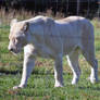 White Lioness stock 1