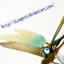 My Dragonfly 4