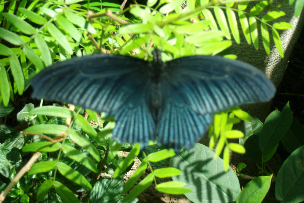 Gradation by KyrasDrawings on DeviantArt