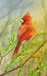 Cardinal