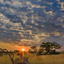 Stumped by a Kalahari sunrise