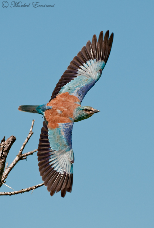 European Roller Lift-off