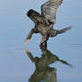 Cormorant Reflections