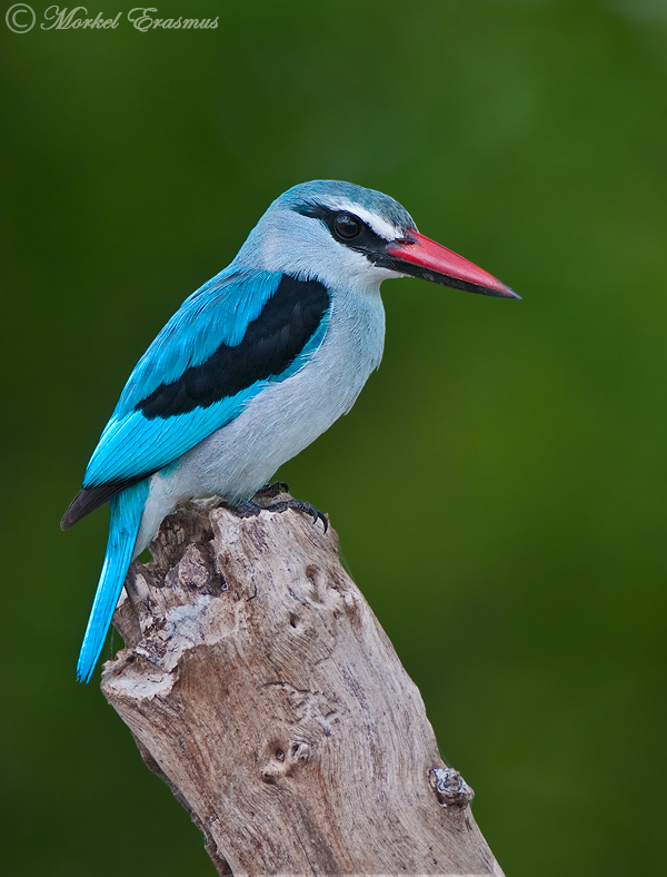 Woodlands Kingfisher