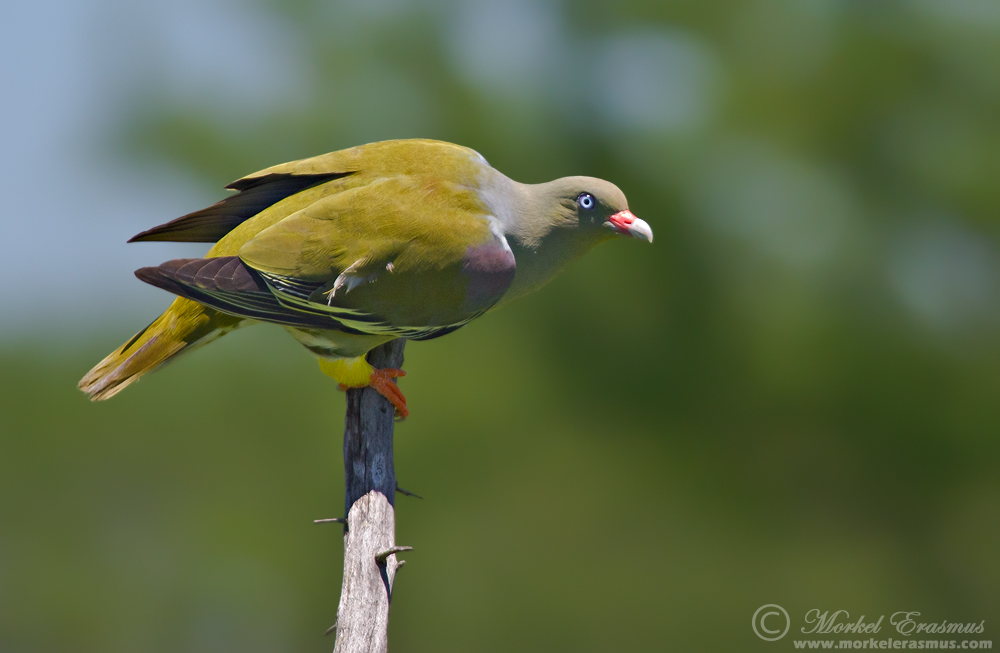 African Green Pigeon