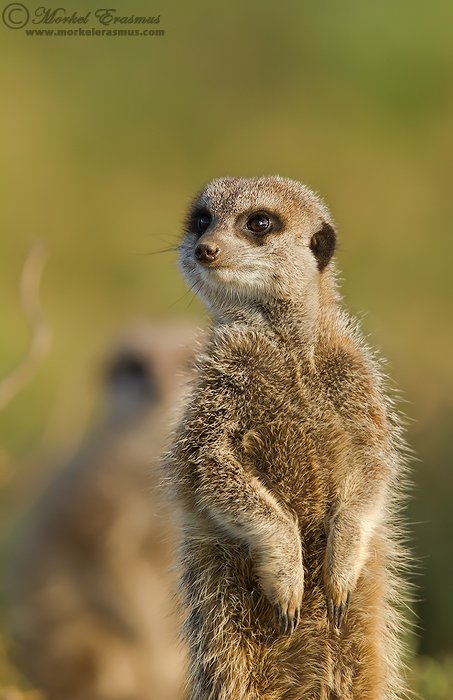 Meerkat Sentry