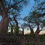 Baobab Dawn