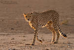 Cheetah Dawn Patrol by MorkelErasmus