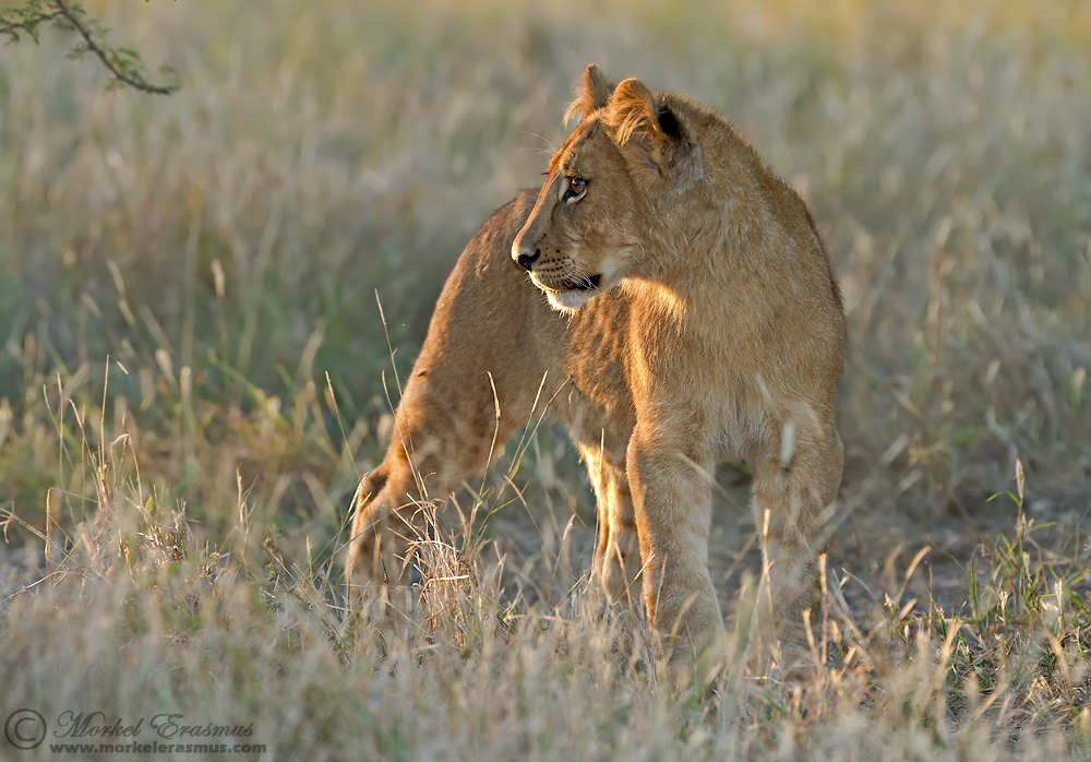 Savute Lion Cub