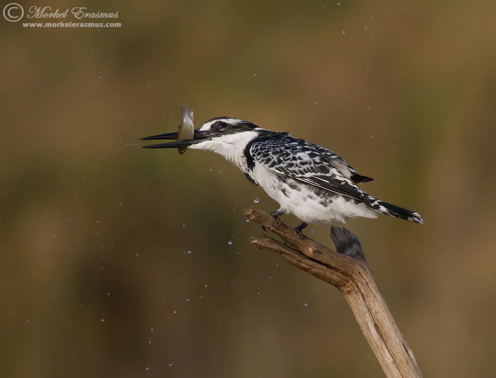 Kingfisher Shake