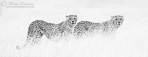 Cheetahs in Monochrome