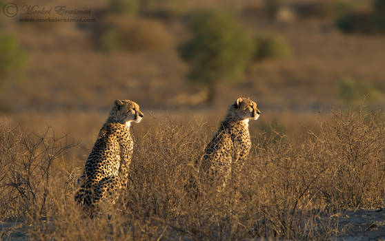 Kalahari Sentries