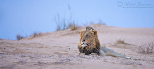 King of the dune... by MorkelErasmus