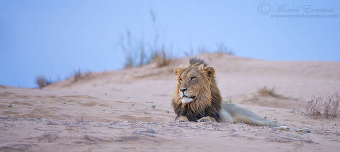 King of the dune...