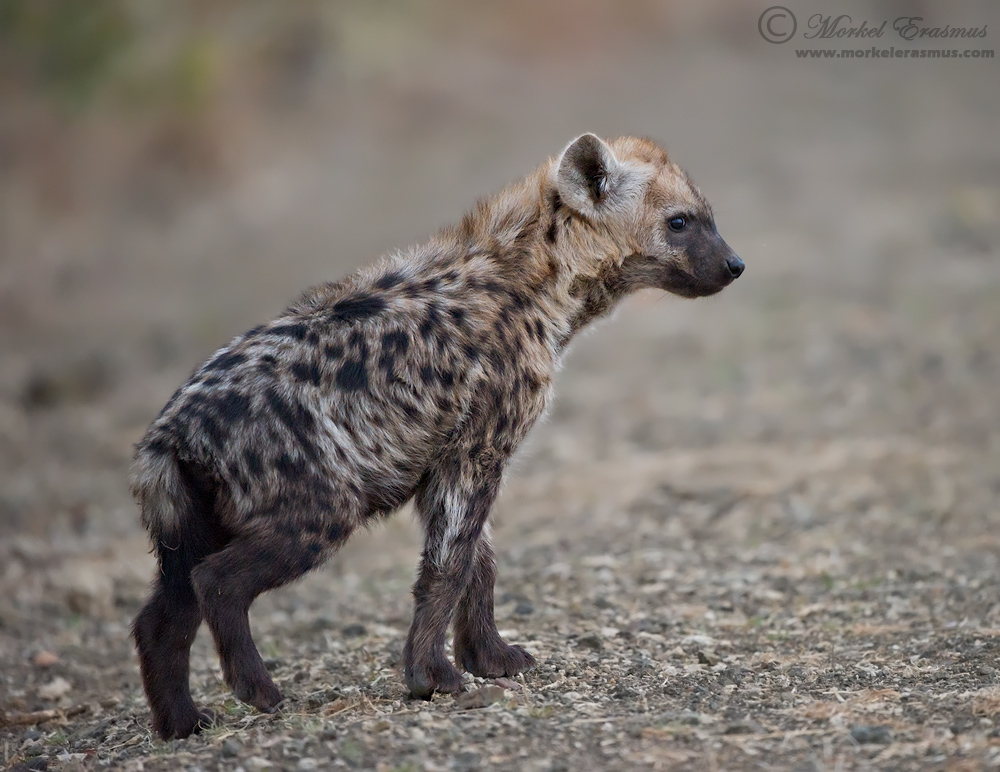 Spotted Hyena Cub