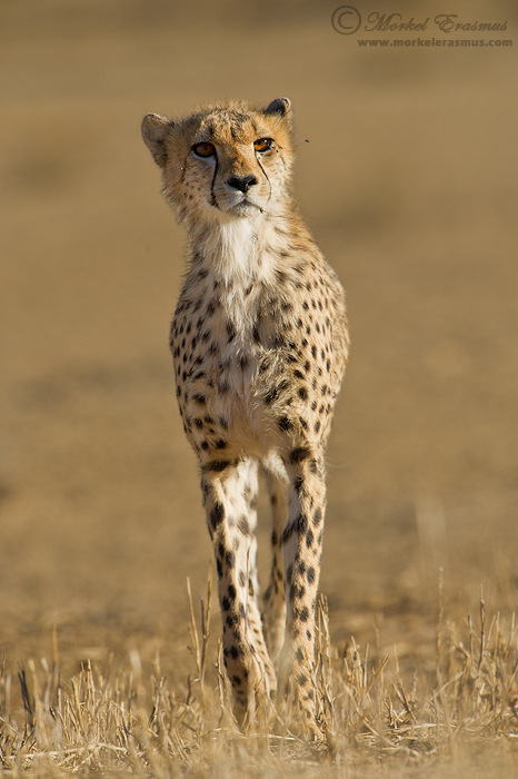 Stalking Cheetah