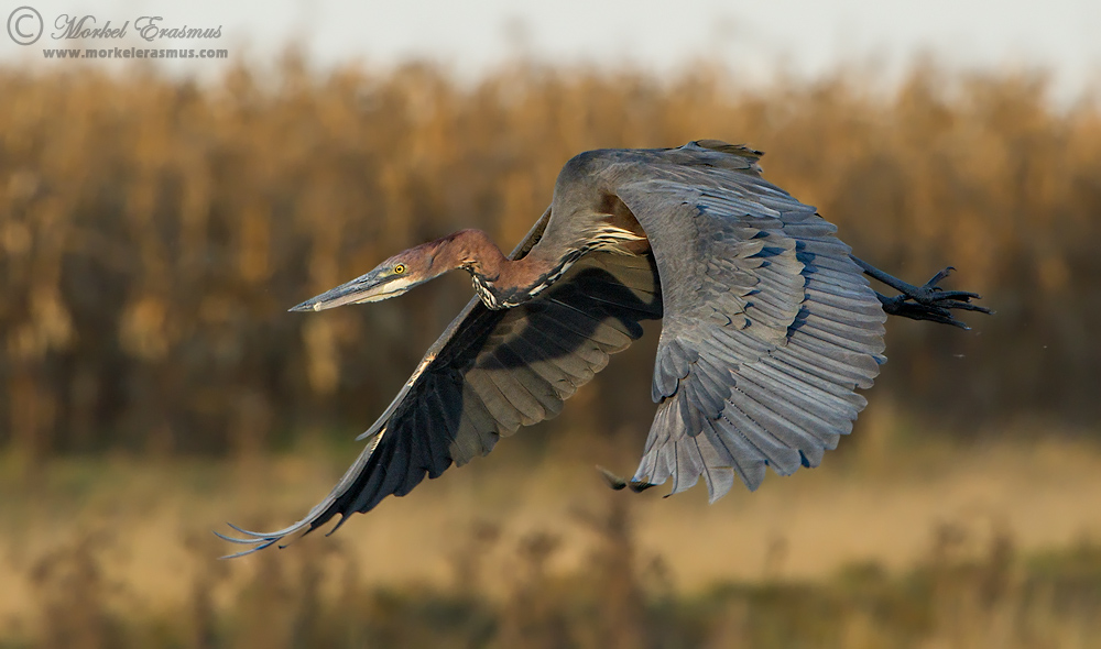 Goliath Heron Descent