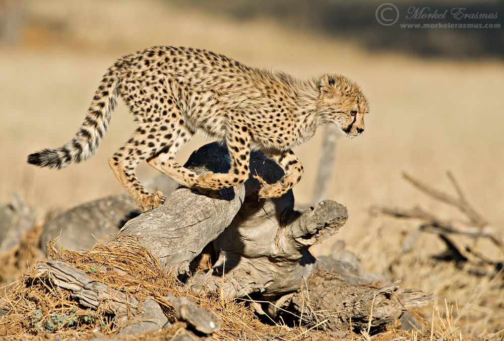 Cheetah Hurdles