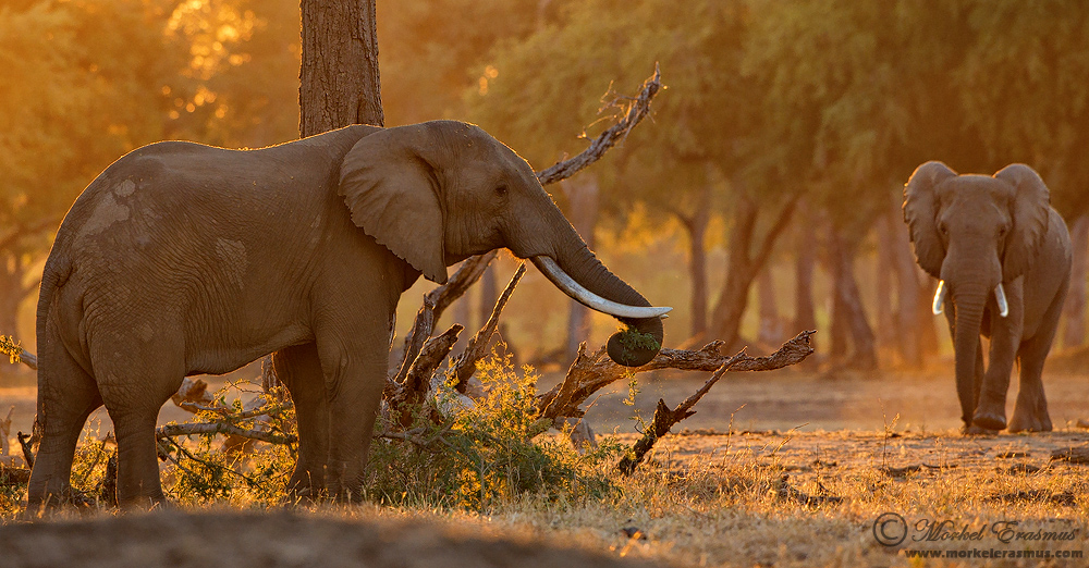 Elephants of Mana Pools