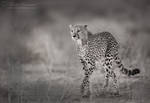 Hunter's Gait by MorkelErasmus