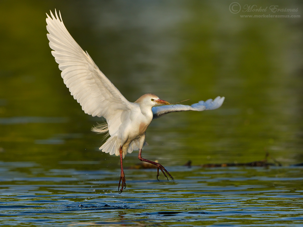 Cattle Egret