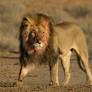 King of the Kalahari