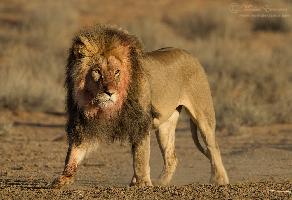 King of the Kalahari