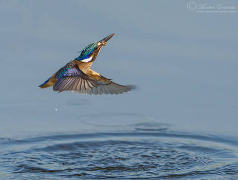 Kingfisher Exit