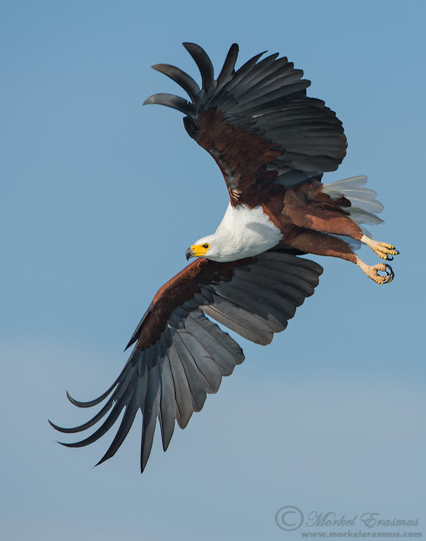 Flight of the Fish Eagle by MorkelErasmus on DeviantArt