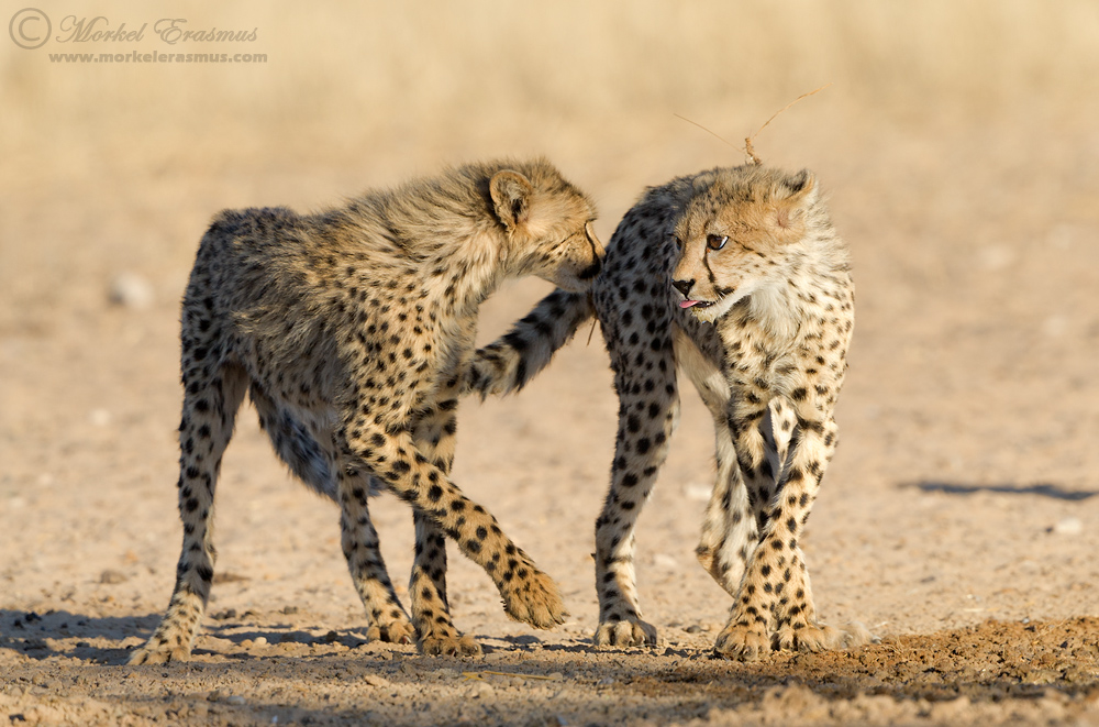 Cubs at Play