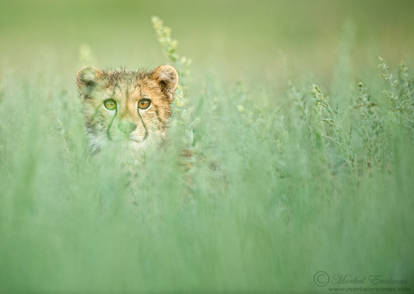 Curious Cheetah Cub