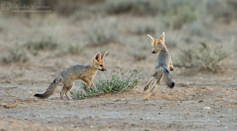 Foxy Playtime