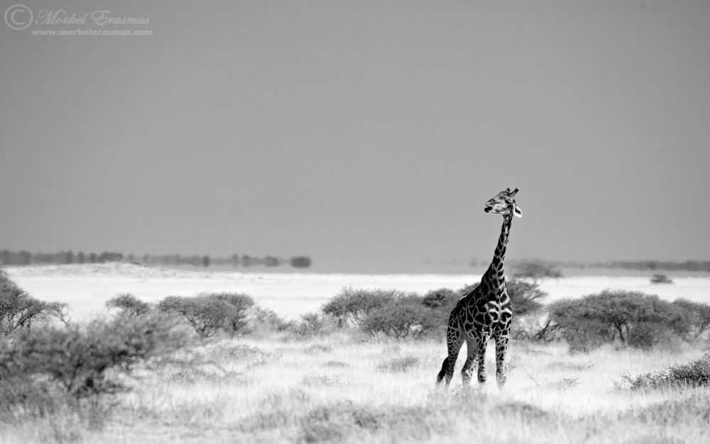 Lone Longneck