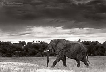 Stroll in a Storm by MorkelErasmus