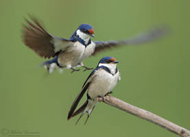 An Ambush of Swallows